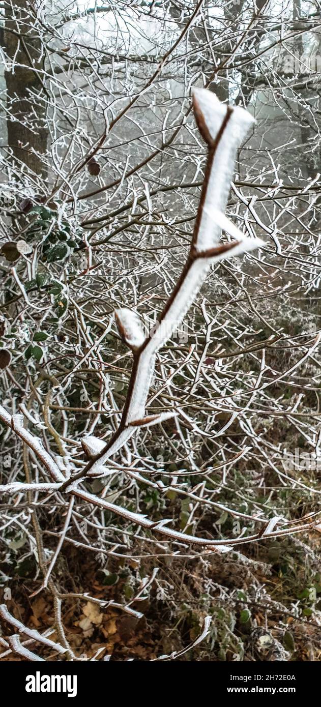 Wintrer mit EIS und Schnee, verschneite Bäume und Reif Foto Stock