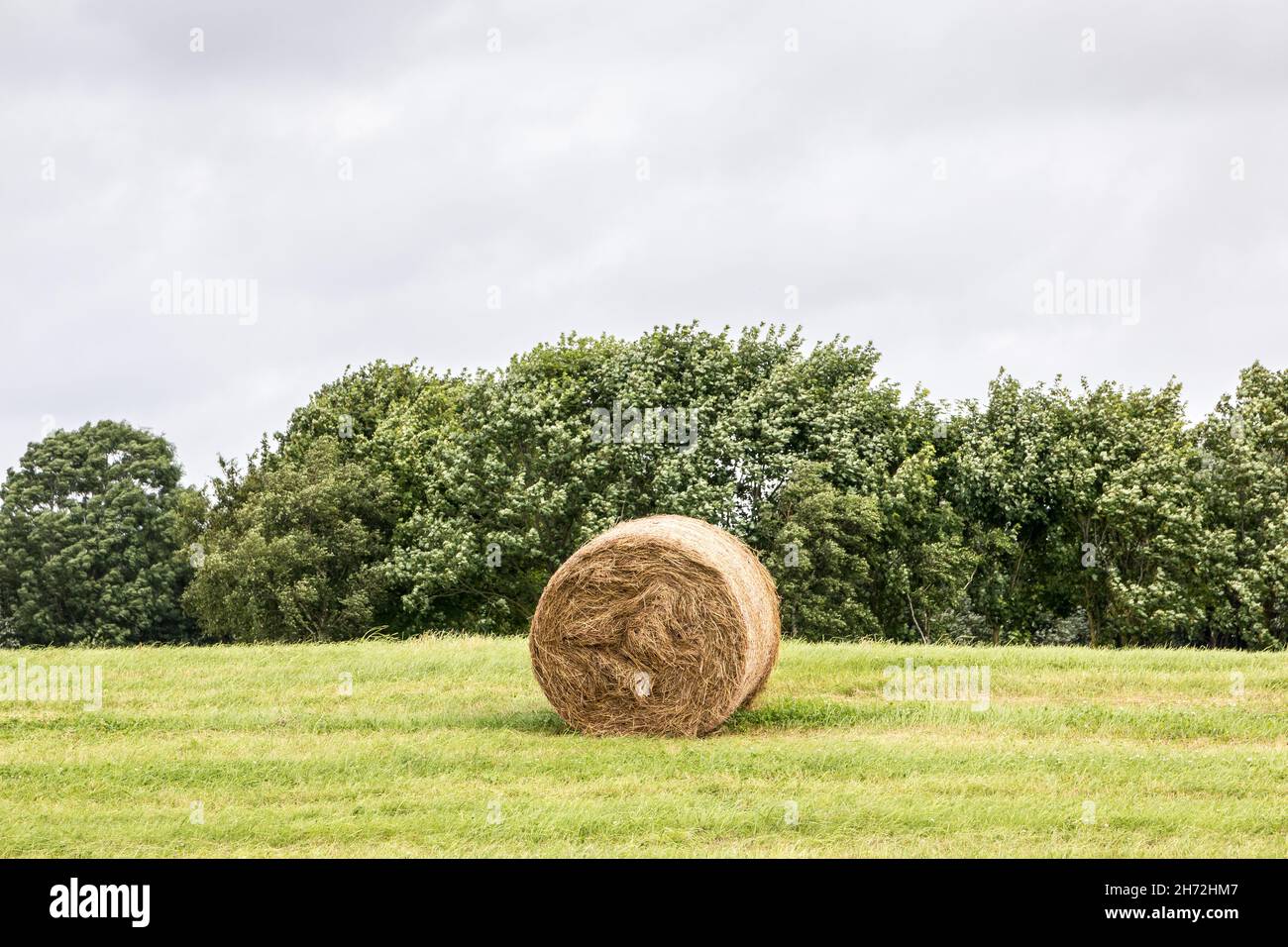 Grande prato con involtini in mezzo alla campagna Foto Stock