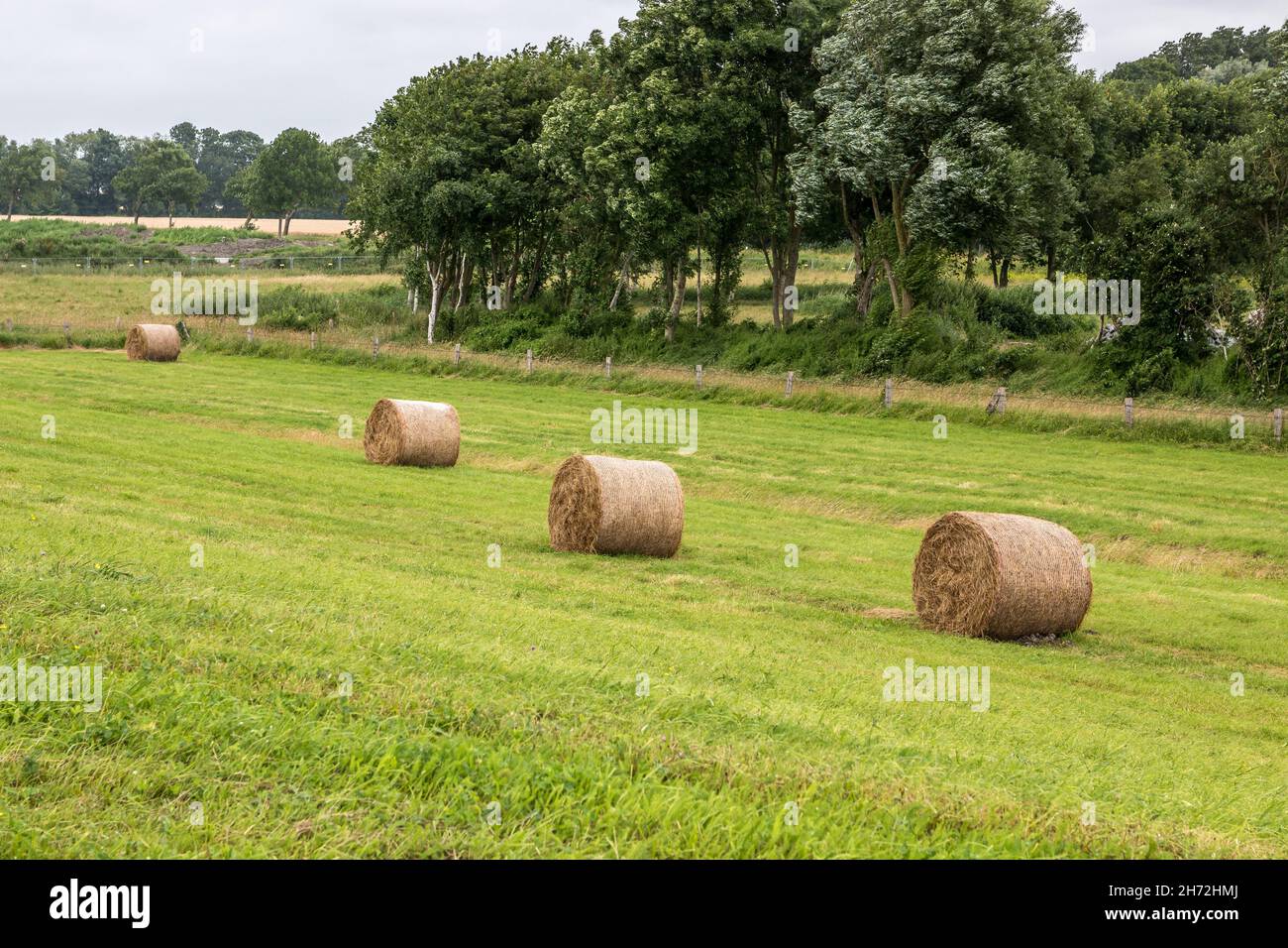 Grande prato con involtini in mezzo alla campagna Foto Stock