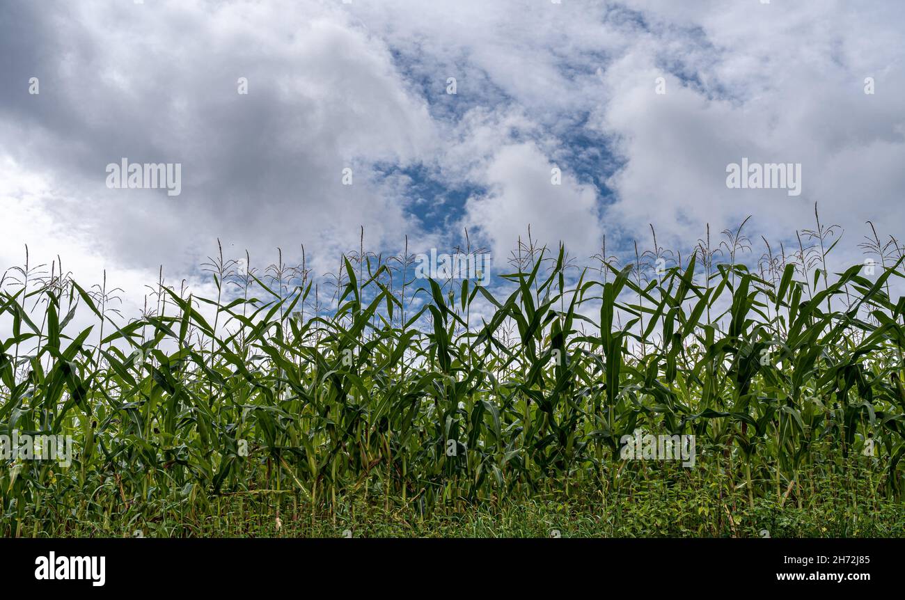Grande campo verde di mais e il cielo nuvoloso Foto Stock