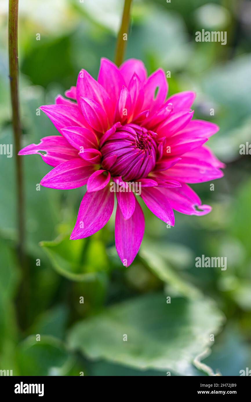 Fiore viola nel mezzo del giardino Foto Stock