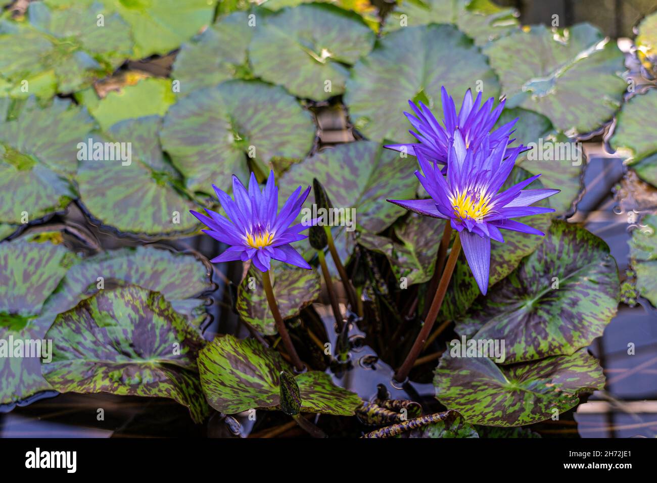 Ninfee violacee e foglie verdi sull'acqua Foto Stock