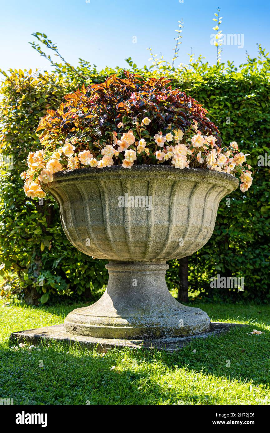 Grande flowerpot sull'erba verde vicino ad un cespuglio verde Foto Stock