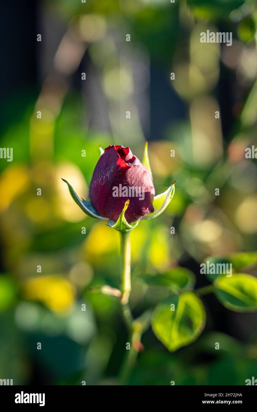 Rosa solitaria rossa sul grande campo verde Foto Stock