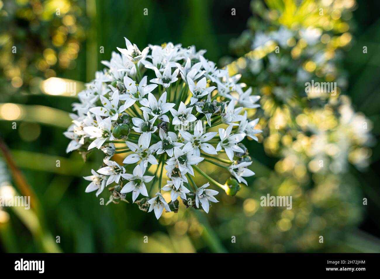 Fiore con molti fiori bianchi sul campo verde Foto Stock