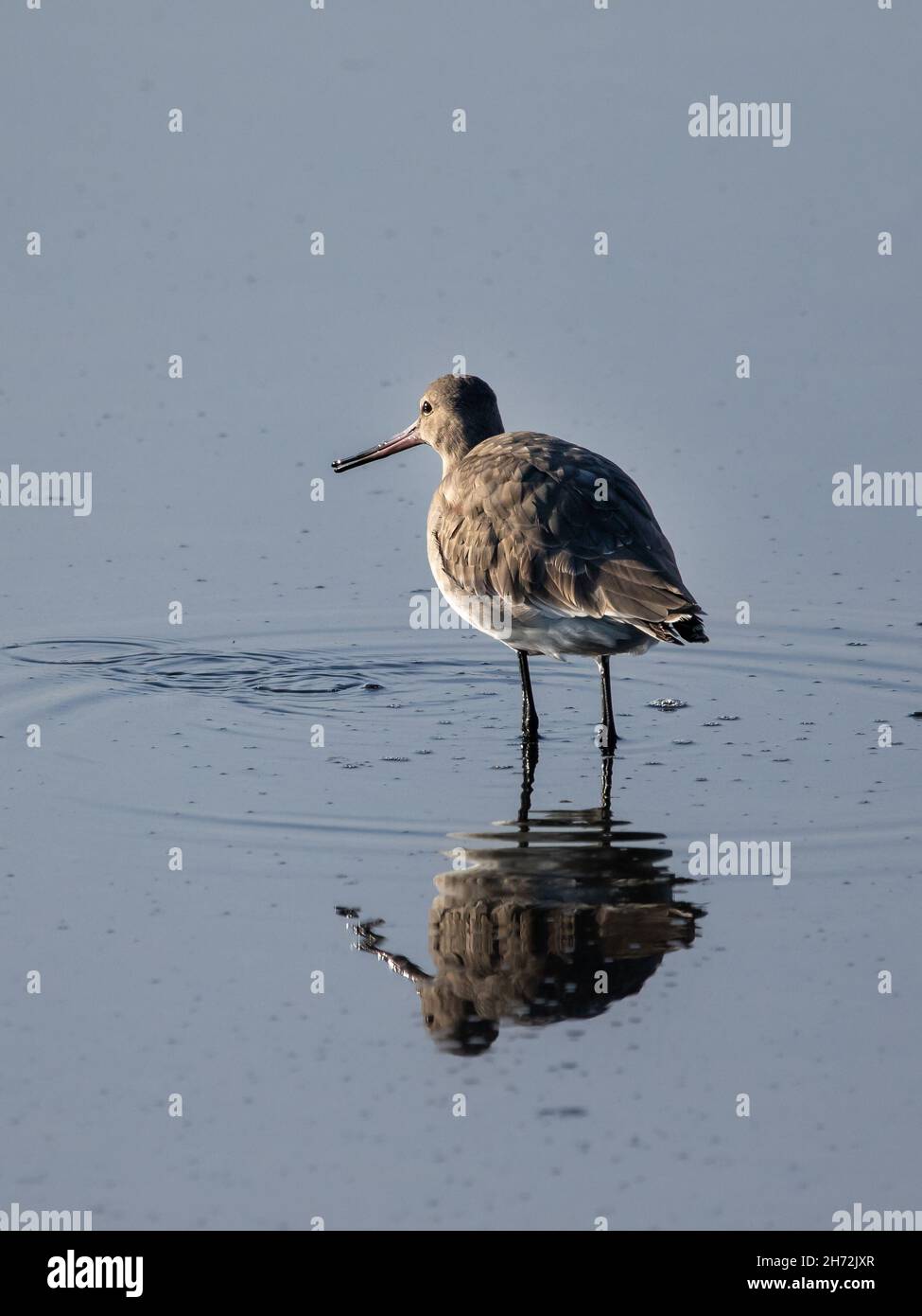 Godwit dalla coda nera (Limosa limosa) in inverno piombatura in piedi in acqua con riflessione Foto Stock