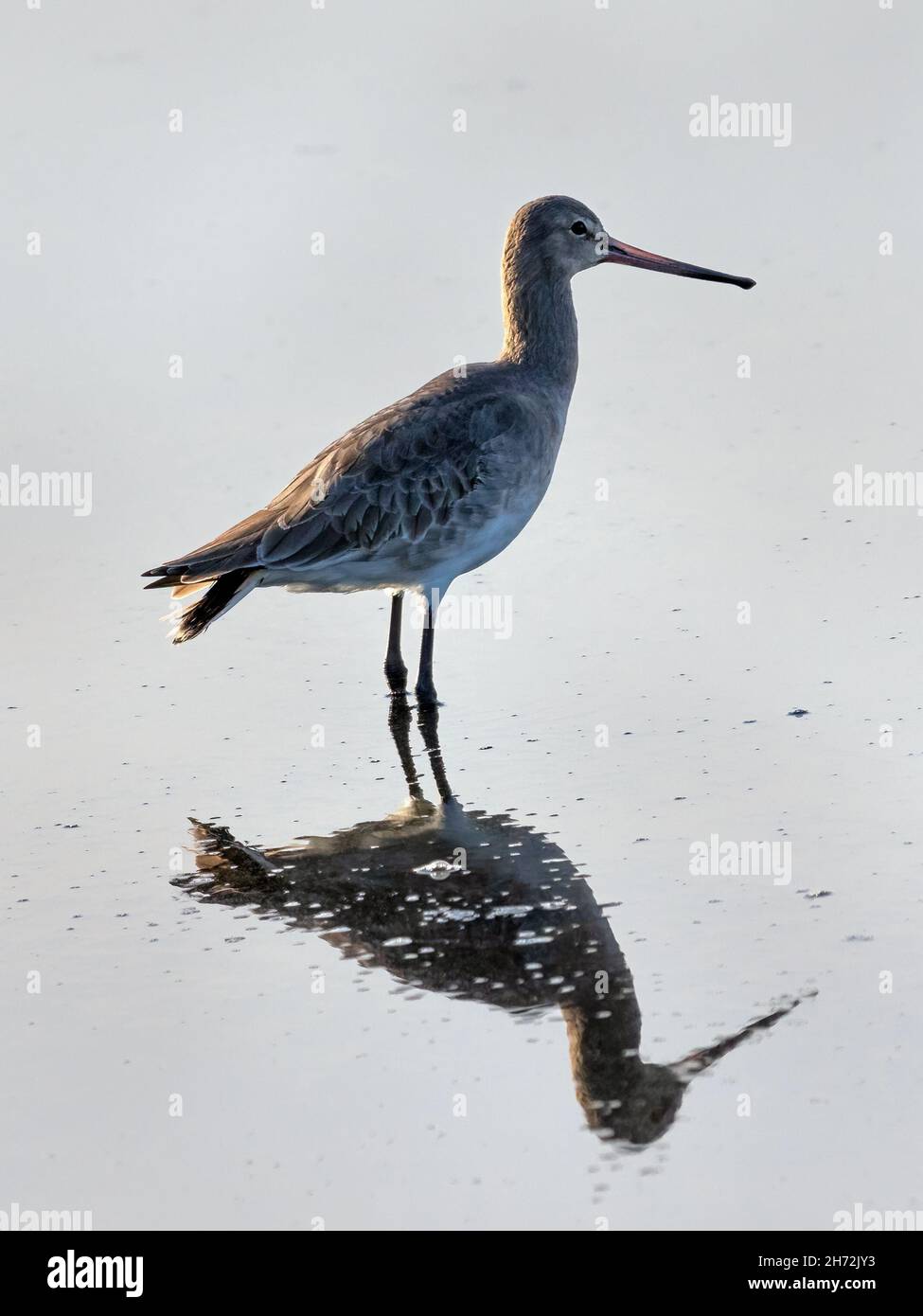 Godwit dalla coda nera (Limosa limosa) in inverno piombatura in piedi in acqua con riflessione Foto Stock