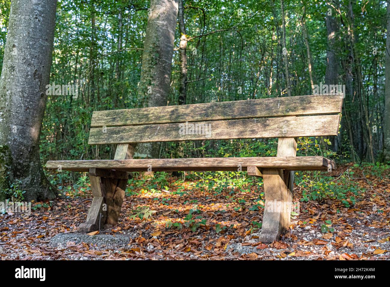 Panca di legno vicino alla foresta verde e scura Foto Stock