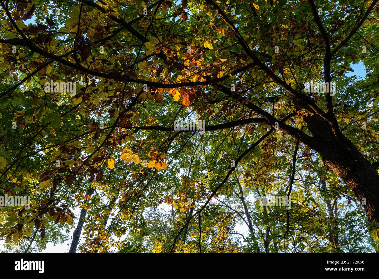 Foglie colorate su un albero all'interno della foresta autunnale Foto Stock