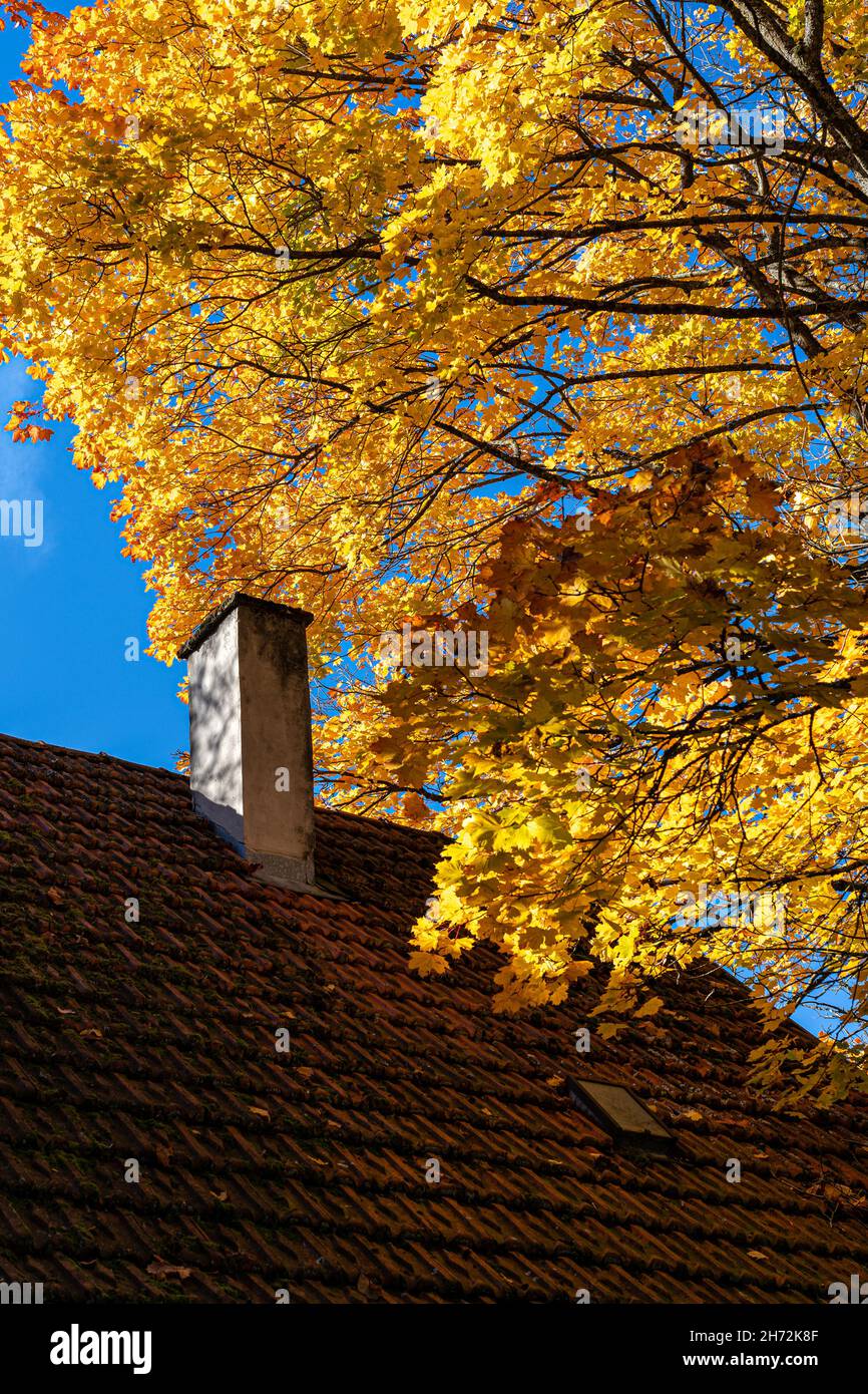 Il tetto di una casa con camino storto e un albero con foglie dorate Foto Stock