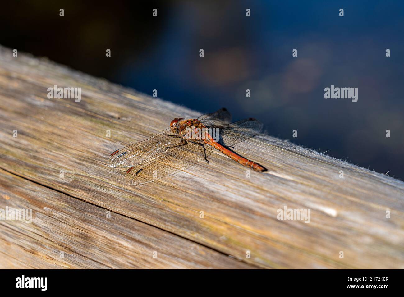 Grande libellula rossa su un tronco di albero vicino al lago Foto Stock