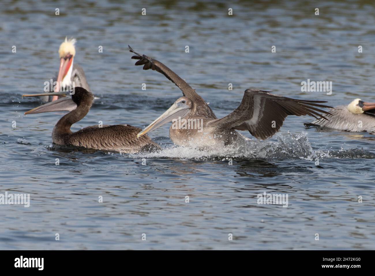 Grande e magnifica California Brown Pelican fa grandi spruzzi sulla superficie dell'acqua dello stagno quando atterrano. Foto Stock