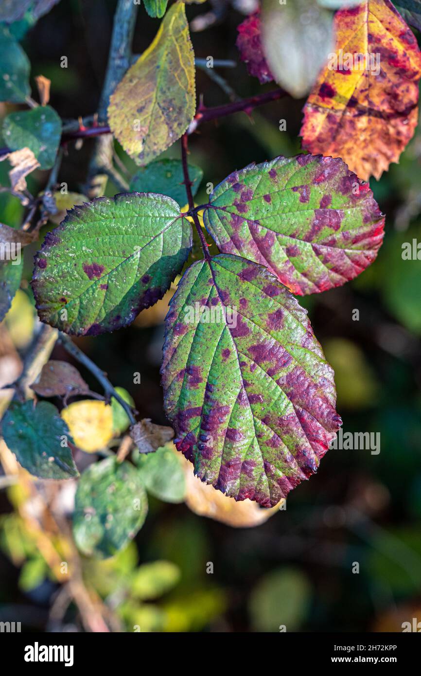 Foglie di bacca verde e rossa nel mezzo della foresta Foto Stock