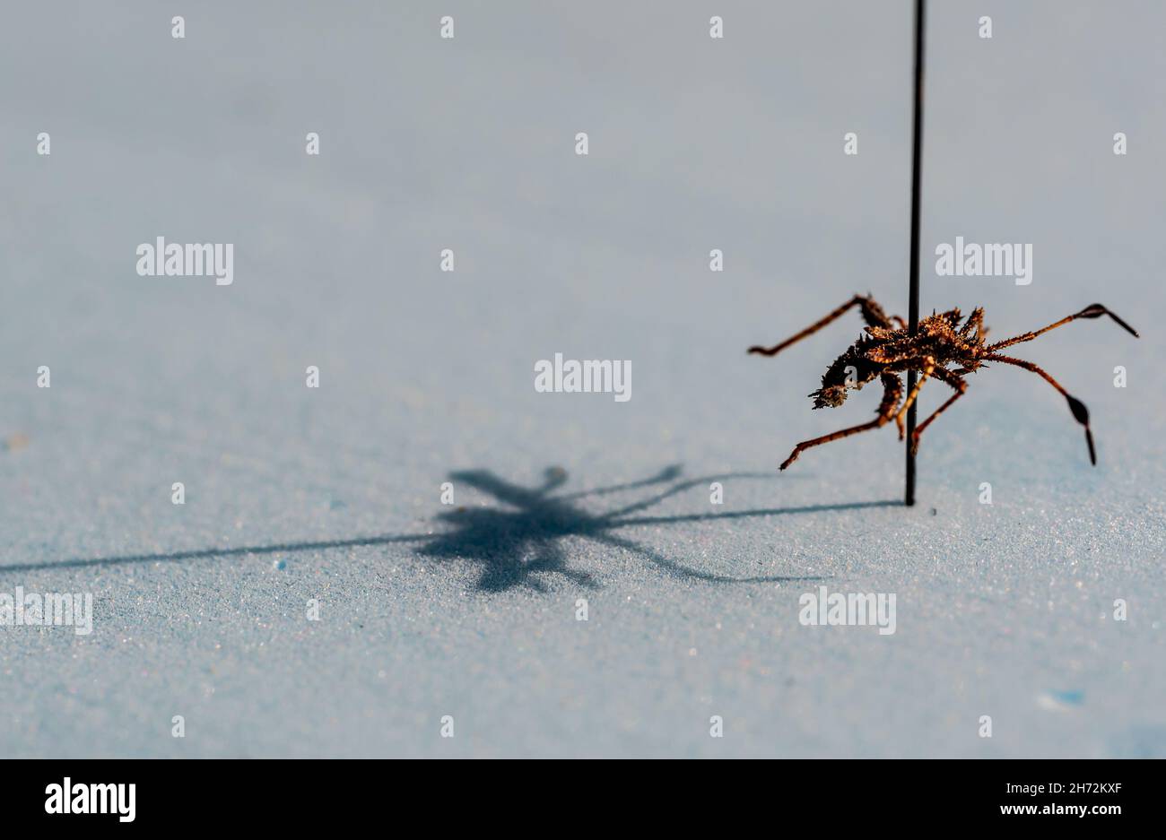 Macro di un bug di squash ninfa in una raccolta di entomologia insetto Foto Stock