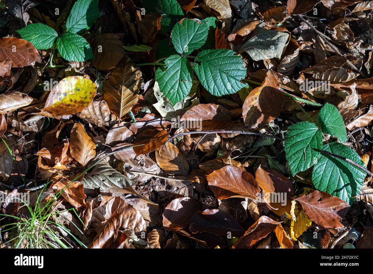 Caduta fogliame sul percorso boschivo della foresta Foto Stock