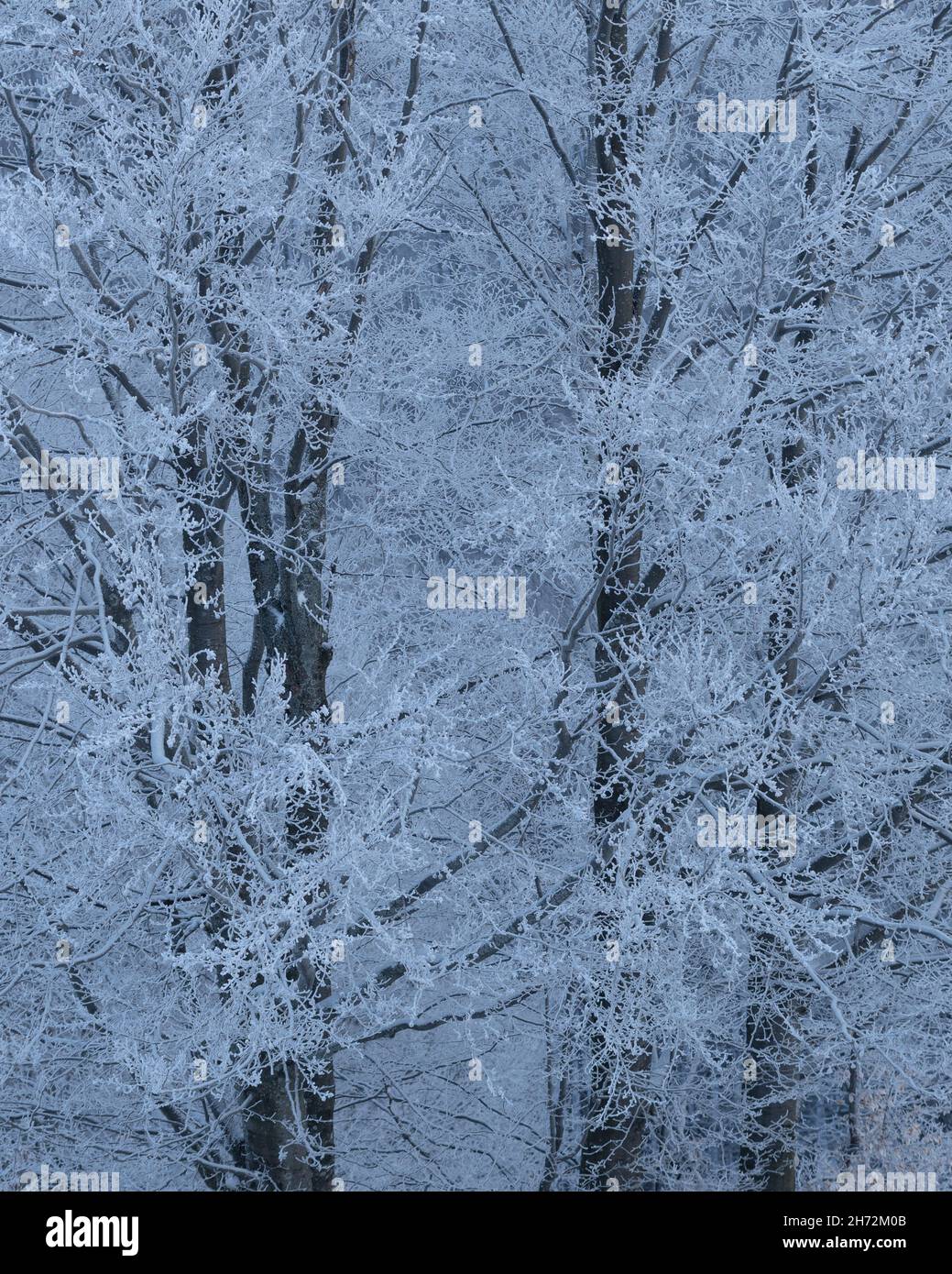 Sfondo invernale astratto con texture di alberi nevosi e gelo nella foresta Foto Stock