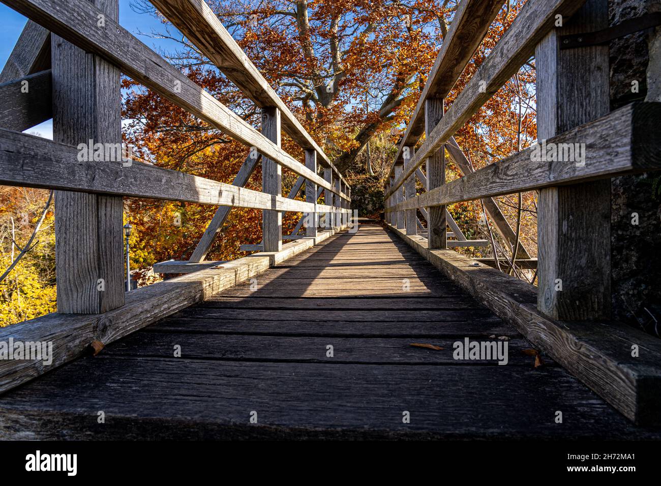 Ponte di legno verso un albero con foglie d'oro Foto Stock