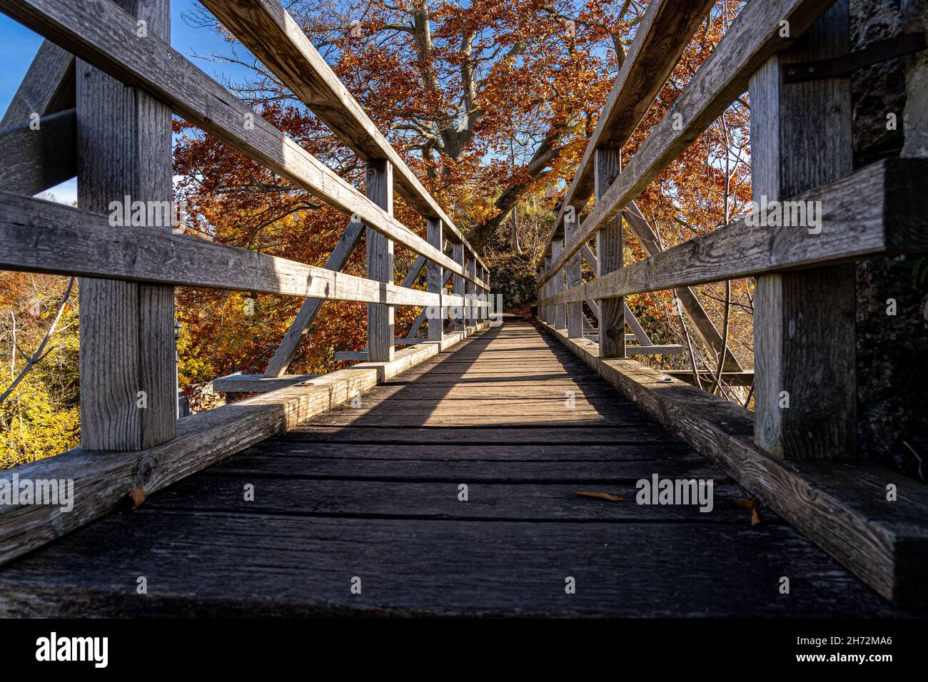 Ponte di legno verso un albero con foglie d'oro Foto Stock