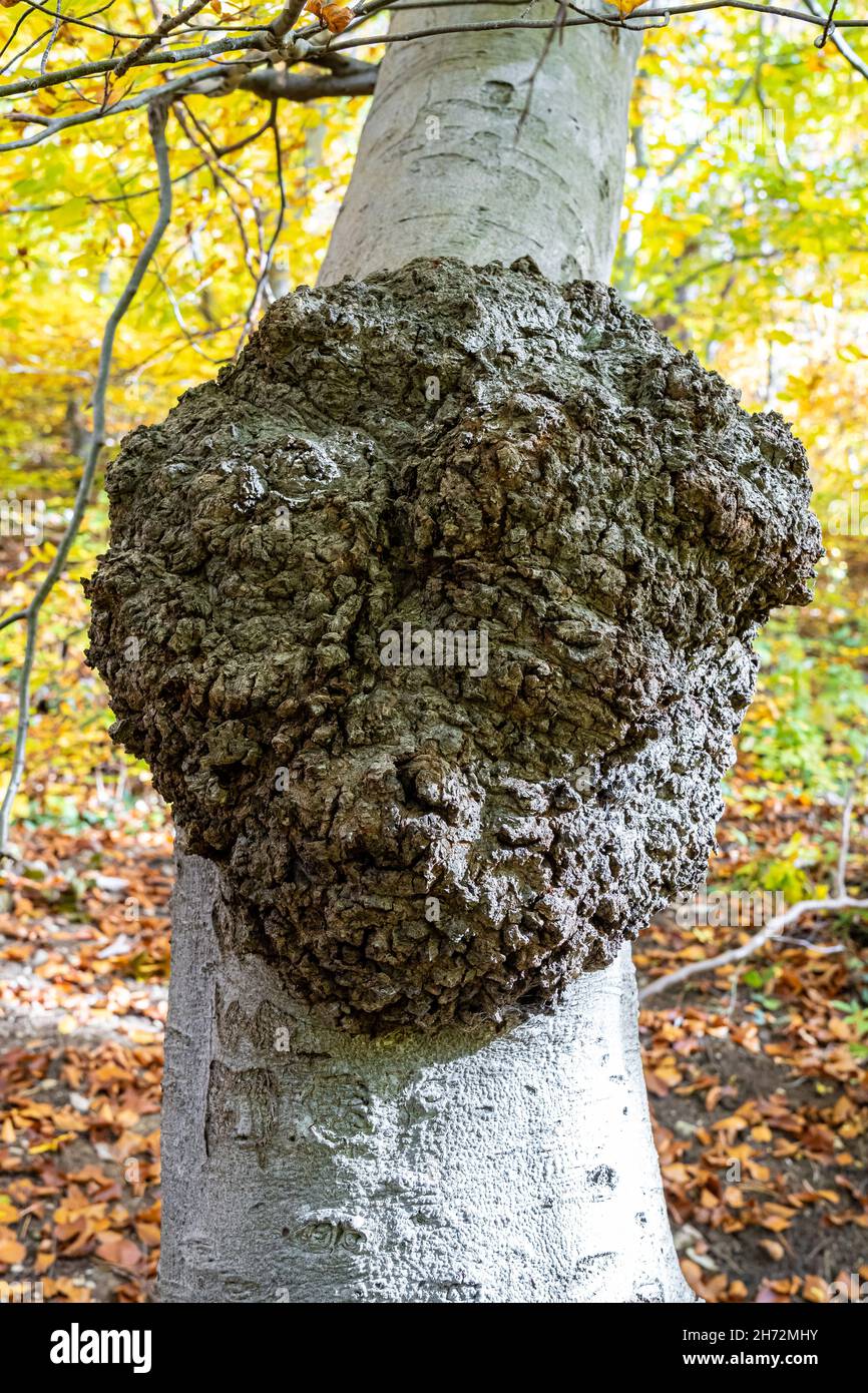 Grande crescita di un tronco di albero come un grande tumore Foto Stock
