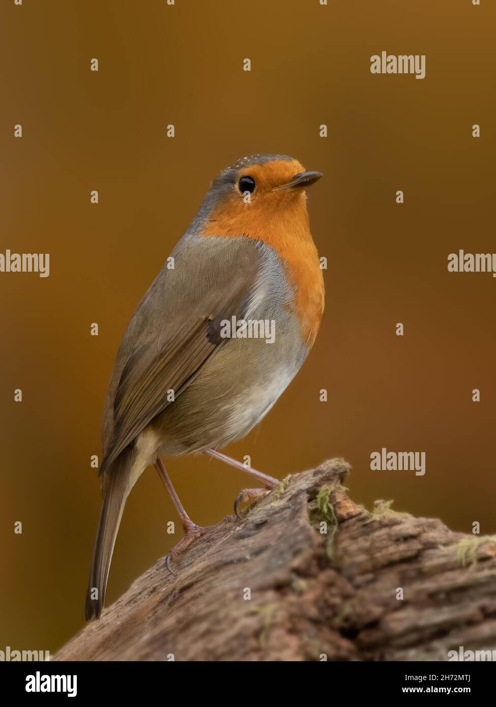 Robin (Erithacus rubecula), adulto arroccato su un ceppo di albero contro un diffuso sfondo autunnale Foto Stock