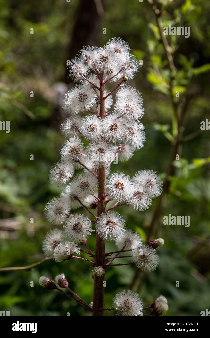 Fiore bianco con fiori bianchi nel mezzo della foresta Foto Stock