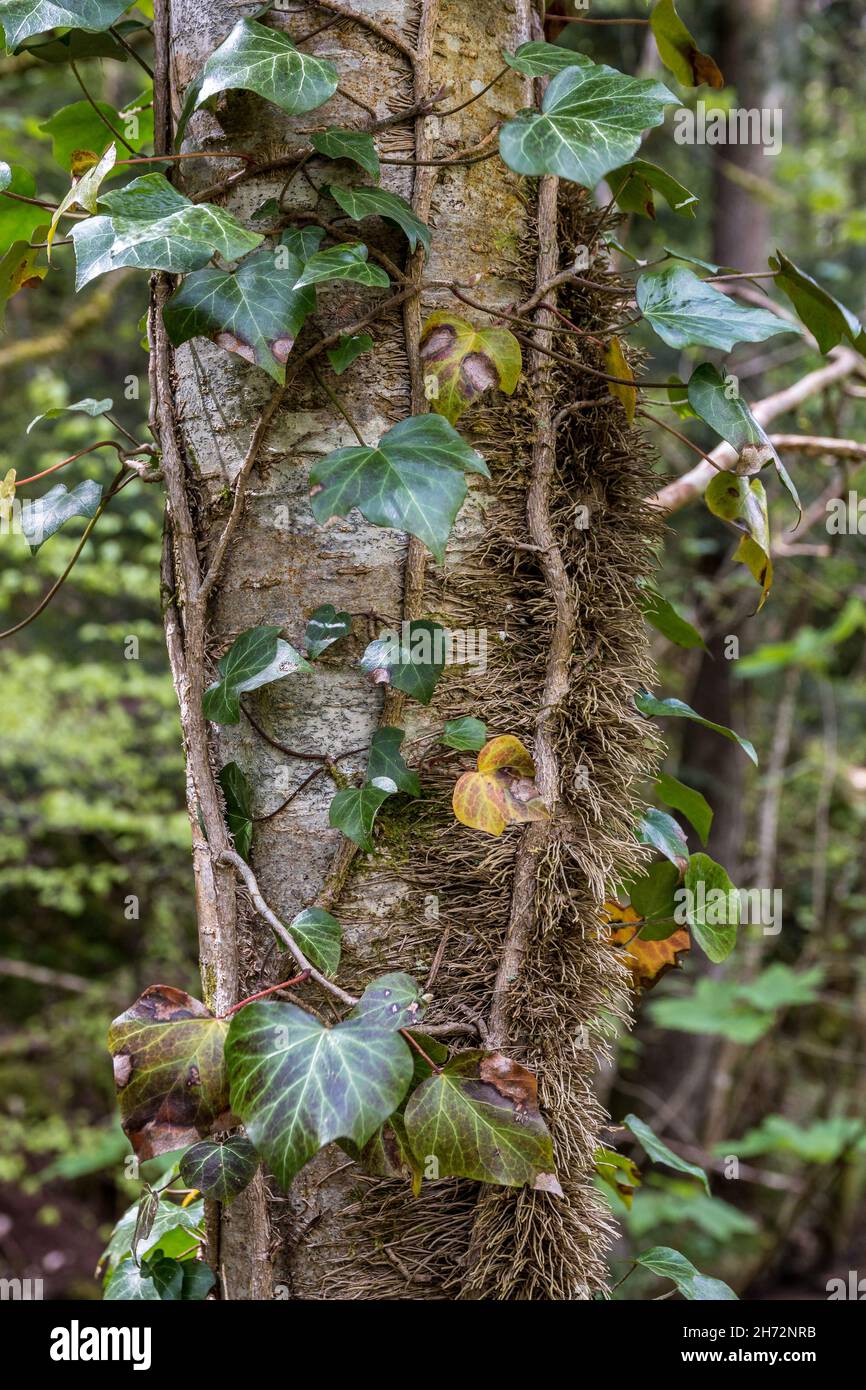 Edera verde lungo il tronco dell'albero nella foresta Foto Stock