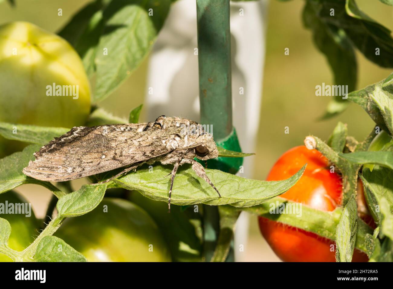 Carolina Sphinx Moth (Manduca sestta) Foto Stock