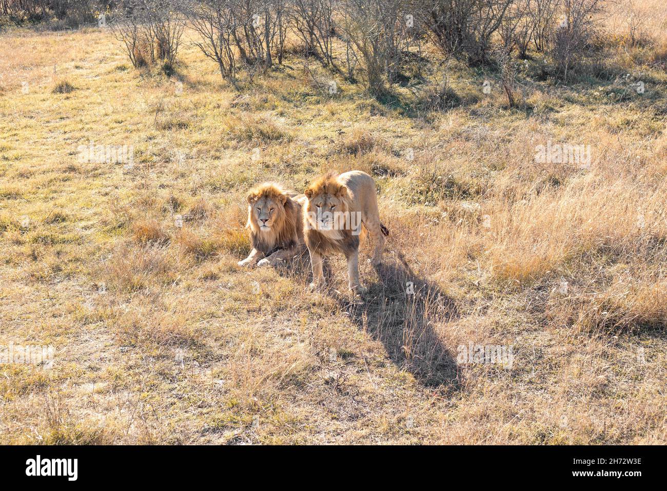 Due maestosi leoni nella savana. Famiglia orgoglio di animali in natura. Foto Stock