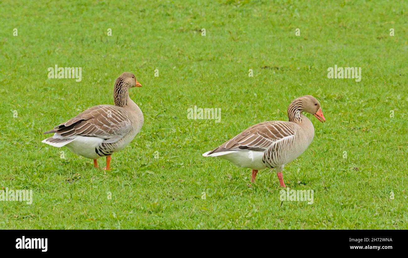 Oche grigielag in un prato verde nella riserva naturale di Bourgoyen, Gand, Belgio Foto Stock