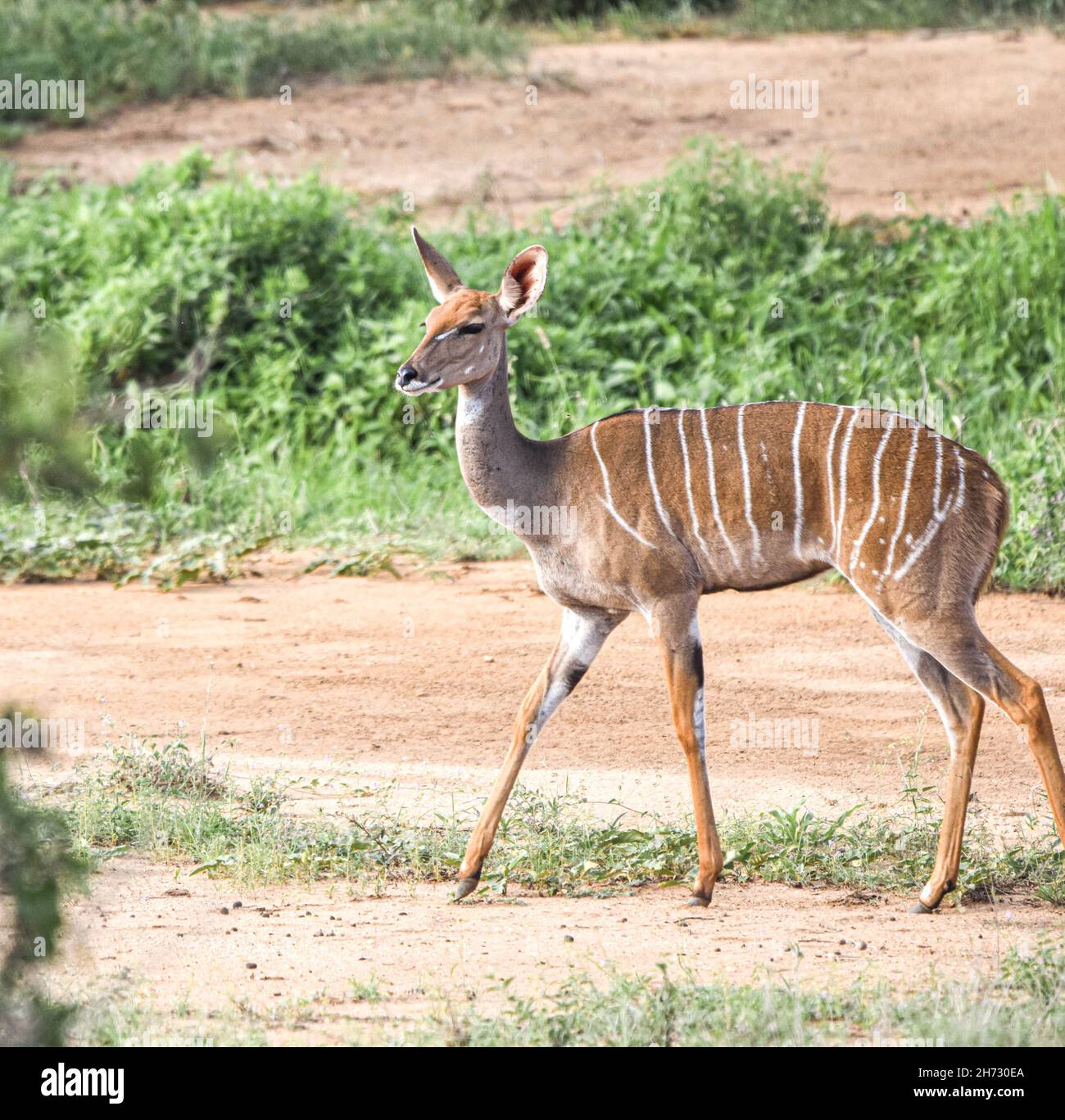 Minore Kudu (Tragelaphus imberbis) femmina nel Parco Nazionale Est di Tsavo, Kenya, Africa Orientale. Spazio di copia. Foto Stock