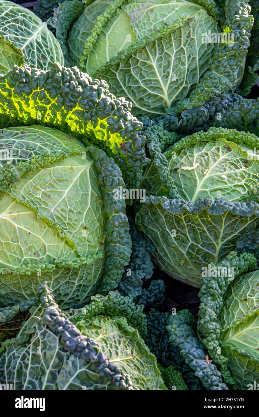 primo piano dei cabinati verdeggianti appena raccolti. cabinati che fanno un disegno astratto in tonalità di verde, verde verde verde verdeggiante cabages close-up. Foto Stock