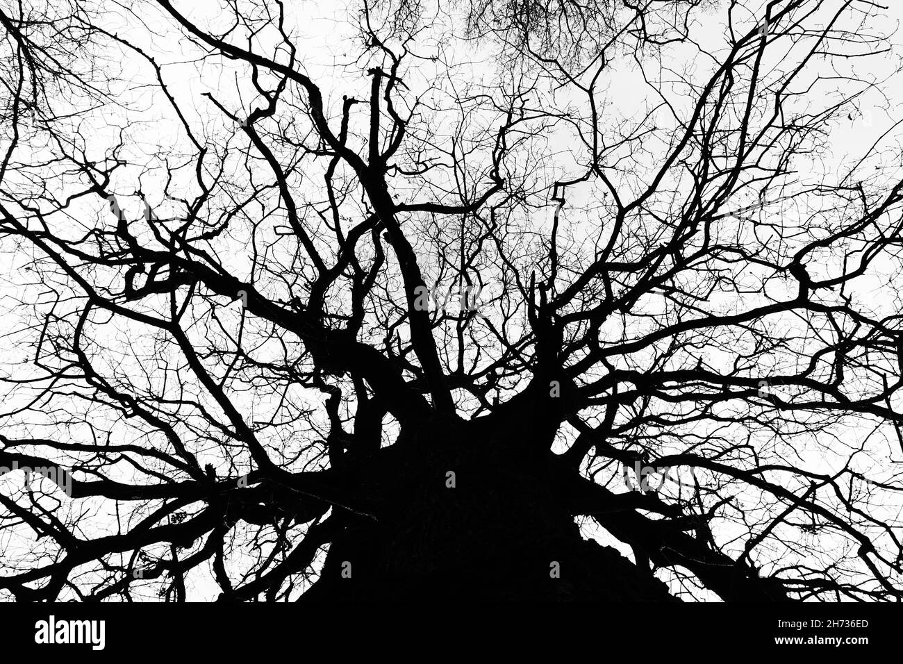 Rami nella Foresta, i polmoni del pianeta Foto Stock