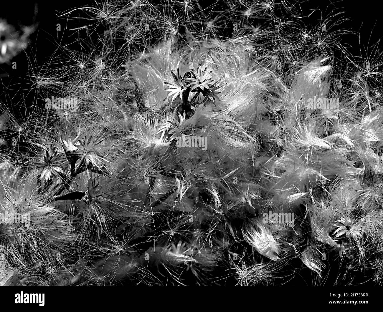 Cialde di seme che soffiano nel vento Foto Stock