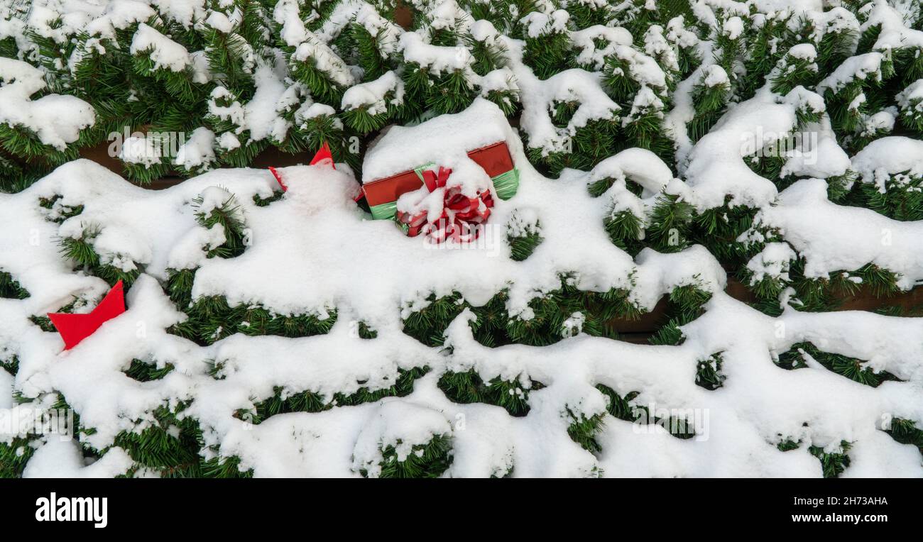 regali di natale coperti di neve. rami di abete ricoperti di uno spesso strato di neve. sfondo di natale Foto Stock