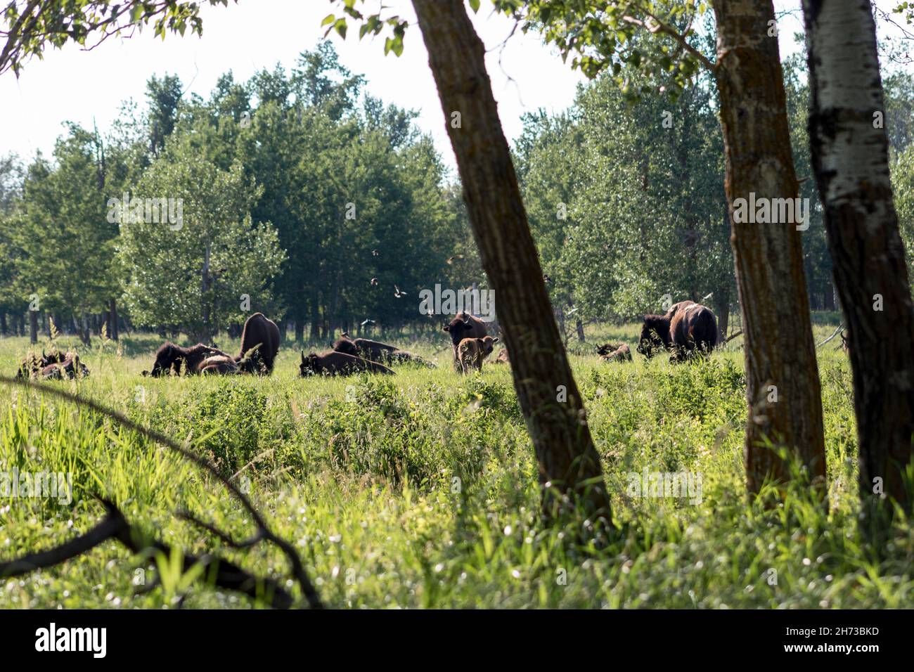 bison herd lounging in campo erboso dietro gli alberi con i neonati. alberi verdi, uccelli che volano via Foto Stock