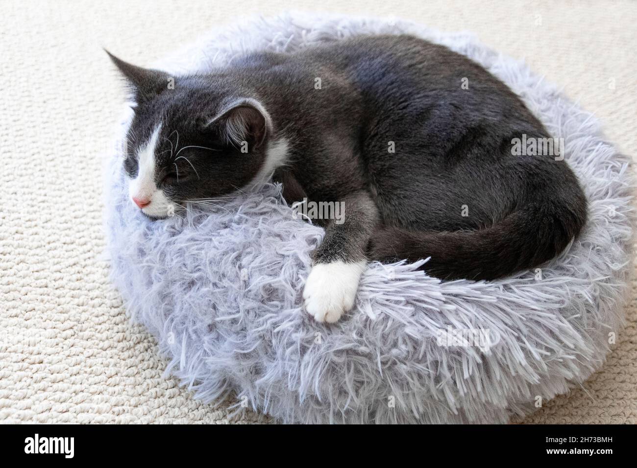 gattino grigio e bianco che dorme in un letto circolare di lavanda su tappeto di colore chiaro Foto Stock