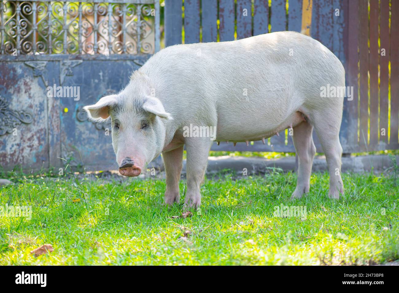 maiale arrabbiato che cammina intorno al cortile e mangiare erba Foto Stock