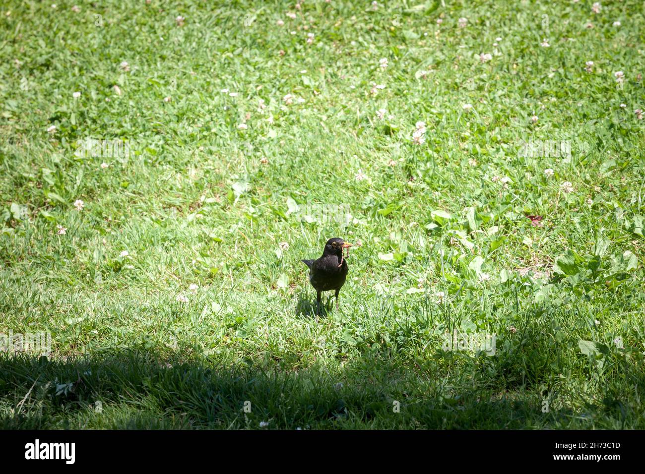 Immagine di un comune blackbird in piedi sull'erba che mangia un verme. Il comune uccello nero (Turdus merula) è una specie di mughetto. È anche chiamato Foto Stock