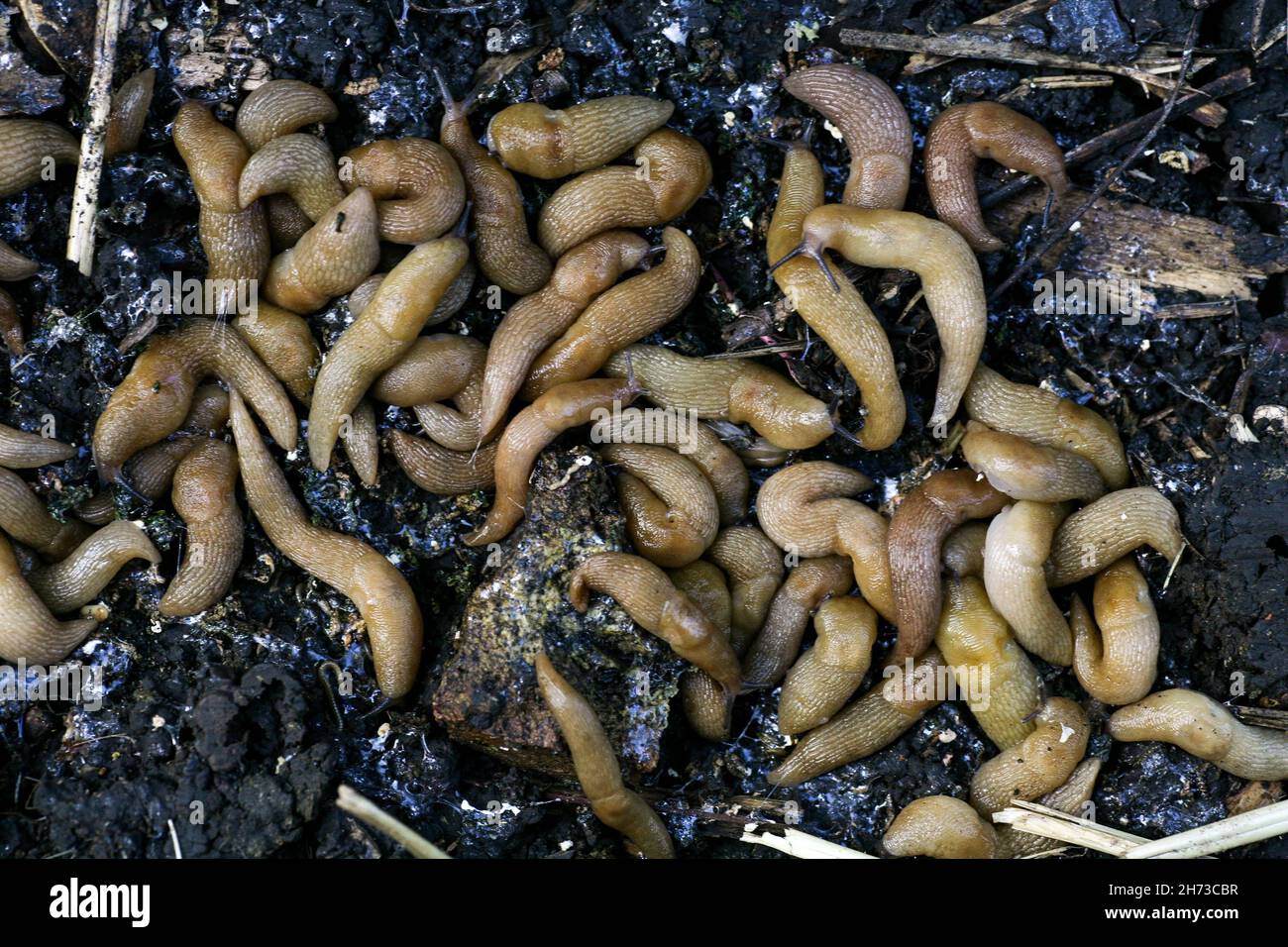 lumache nel giardino del coltivatore. Un grande gruppo di guai di Gastropoda che si nascondono accanto ad un orto in giardino. Pesti di brocche che rovinano il raccolto di piante e frutti. Foto Stock