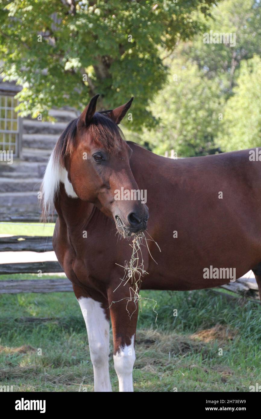 Primo piano di cavallo marrone e bianco all'aperto, testa girata, mungitura su fieno, con recinzione rotaia, alberi e erba verde sullo sfondo. Foto Stock
