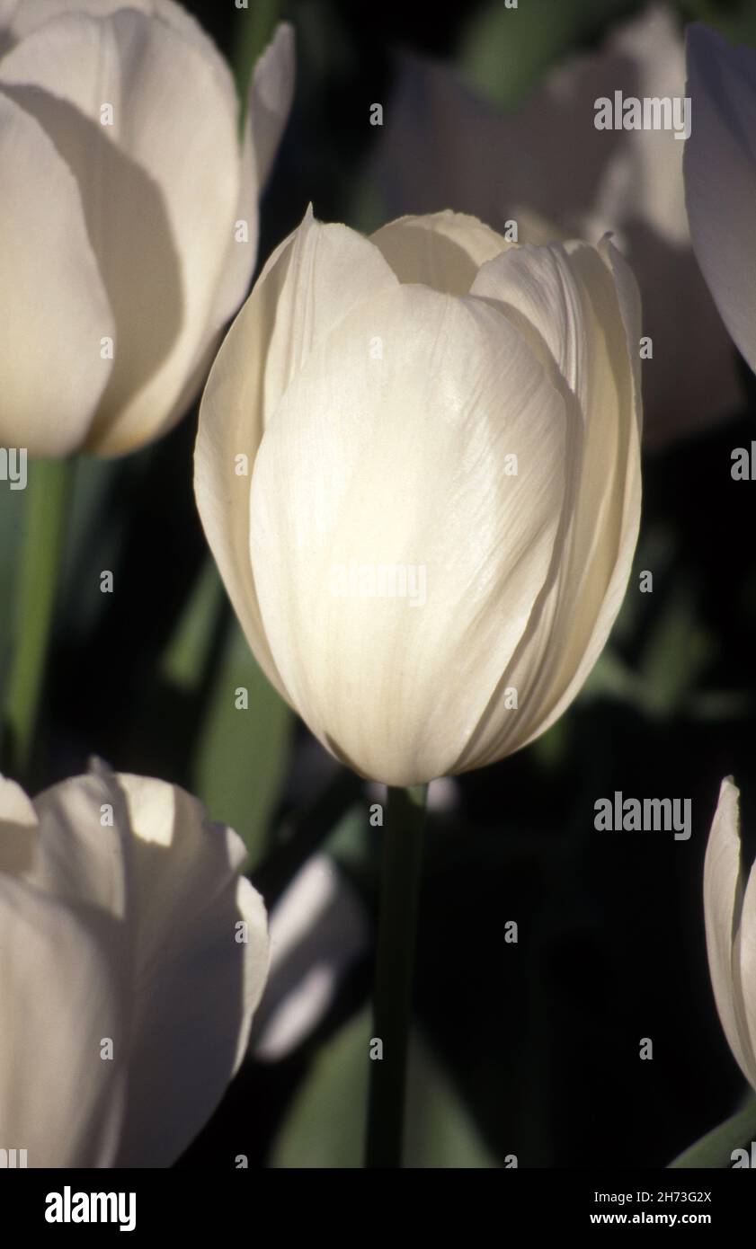 PRIMO PIANO DEI TULIPANI BIANCHI (TULIPA) Foto Stock