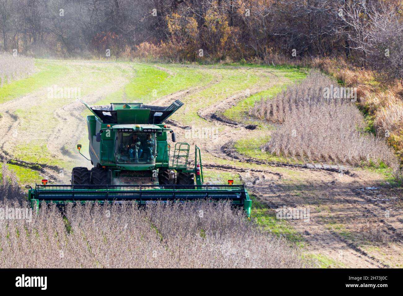 Nel pomeriggio di sole si vede una moderna mietitrebbia che raccoglie un campo di soia. Foto Stock