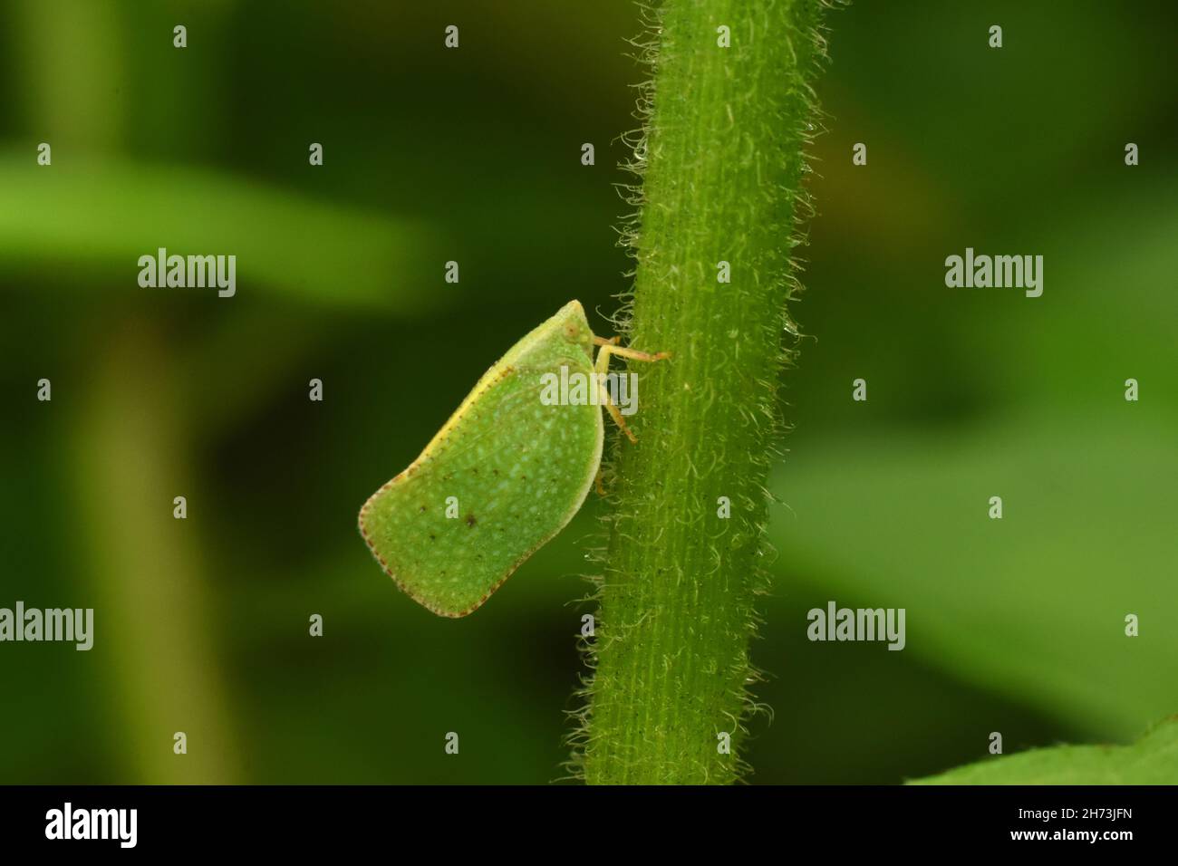 Macro foto di plantopper verde arroccato su gambo verde peloso. Foto Stock