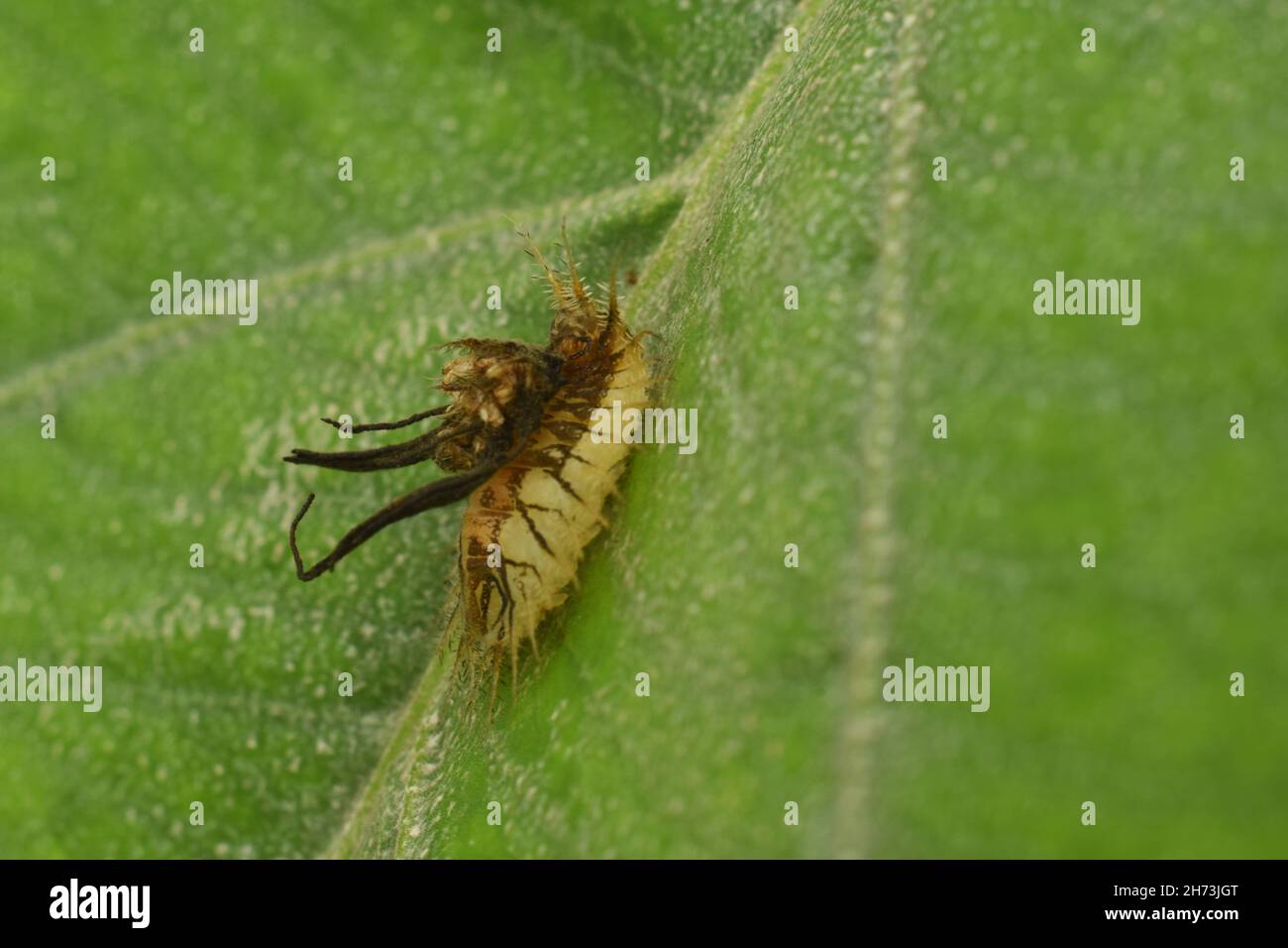 Larve di coleotteri tartaruga dorata che trasportano lo scudo fecale come meccanismo di difesa. Aspiomorfa sp. Foto Stock