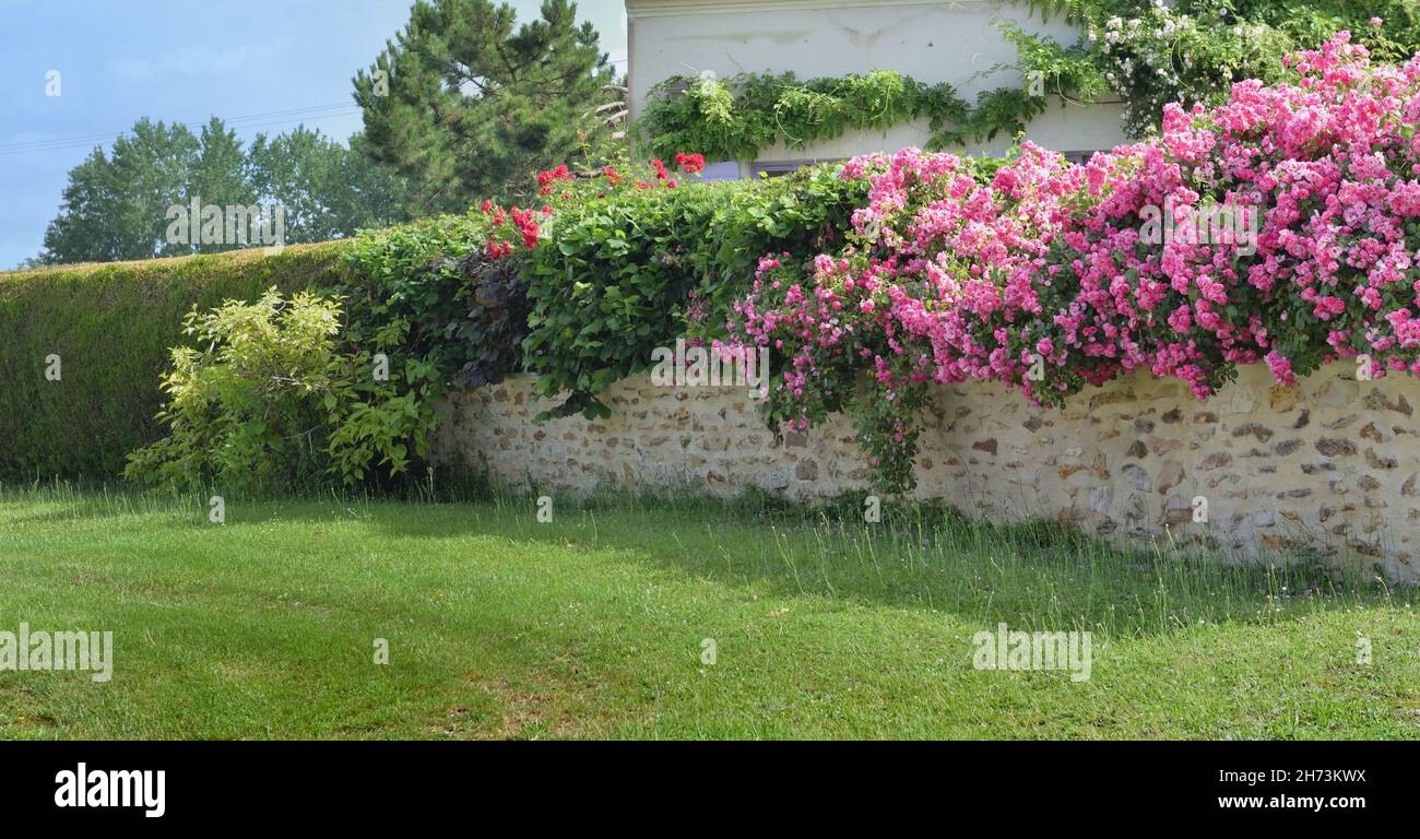 muro di pietra che chiude un giardino coperto di rosa e cespuglio di arrampicata Foto Stock