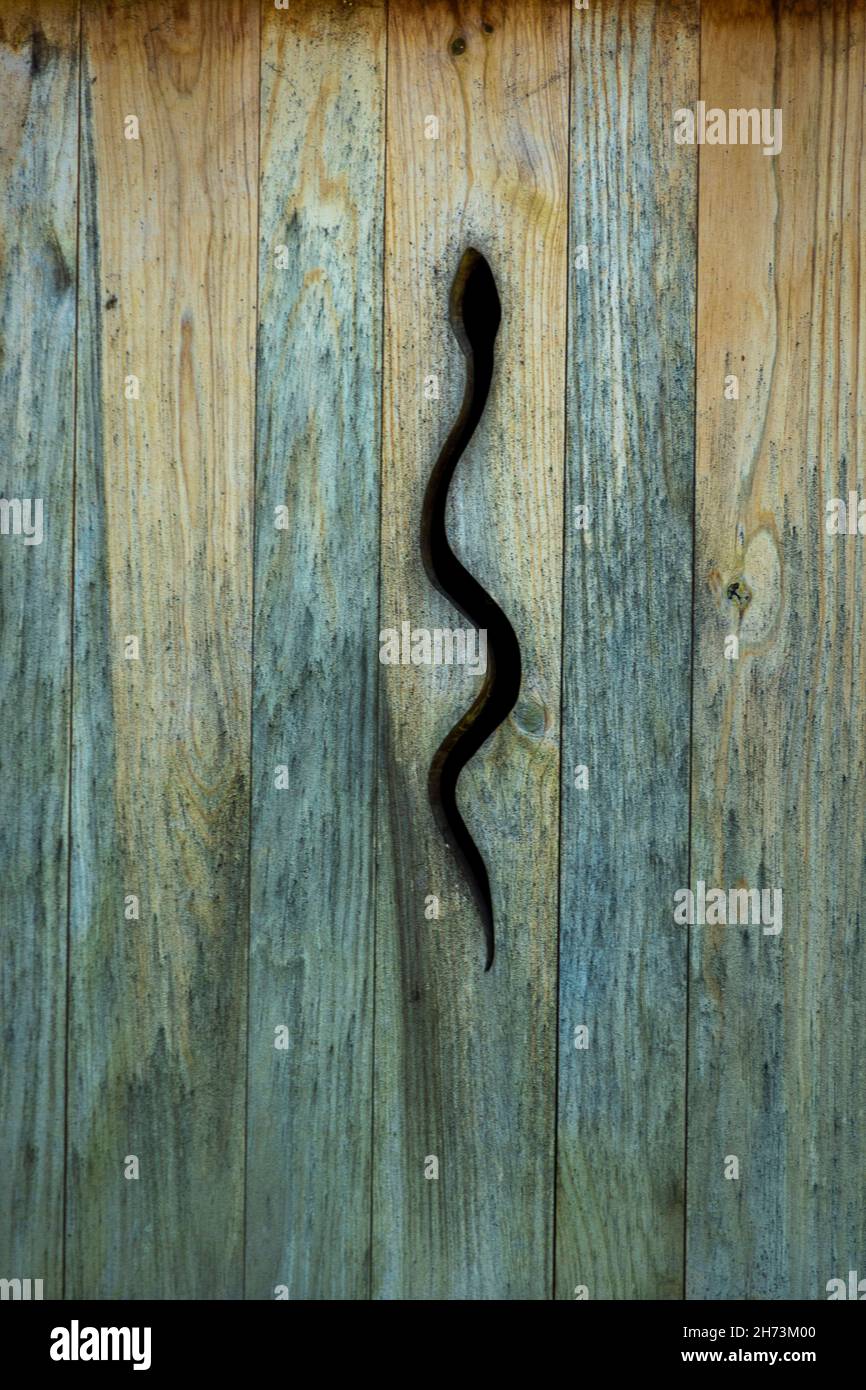 Serpente (rappresentazione animale) su una porta di legno. Puy de Dome. Auvergne Rodano Alpi. Francia Foto Stock