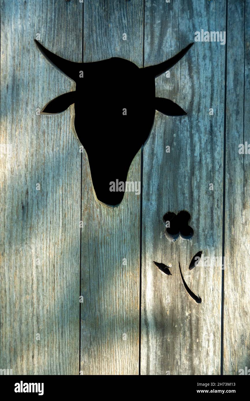 Testa di vacca (rappresentazione animale) su una porta di legno. Puy de Dome. Auvergne Rodano Alpi. Francia Foto Stock