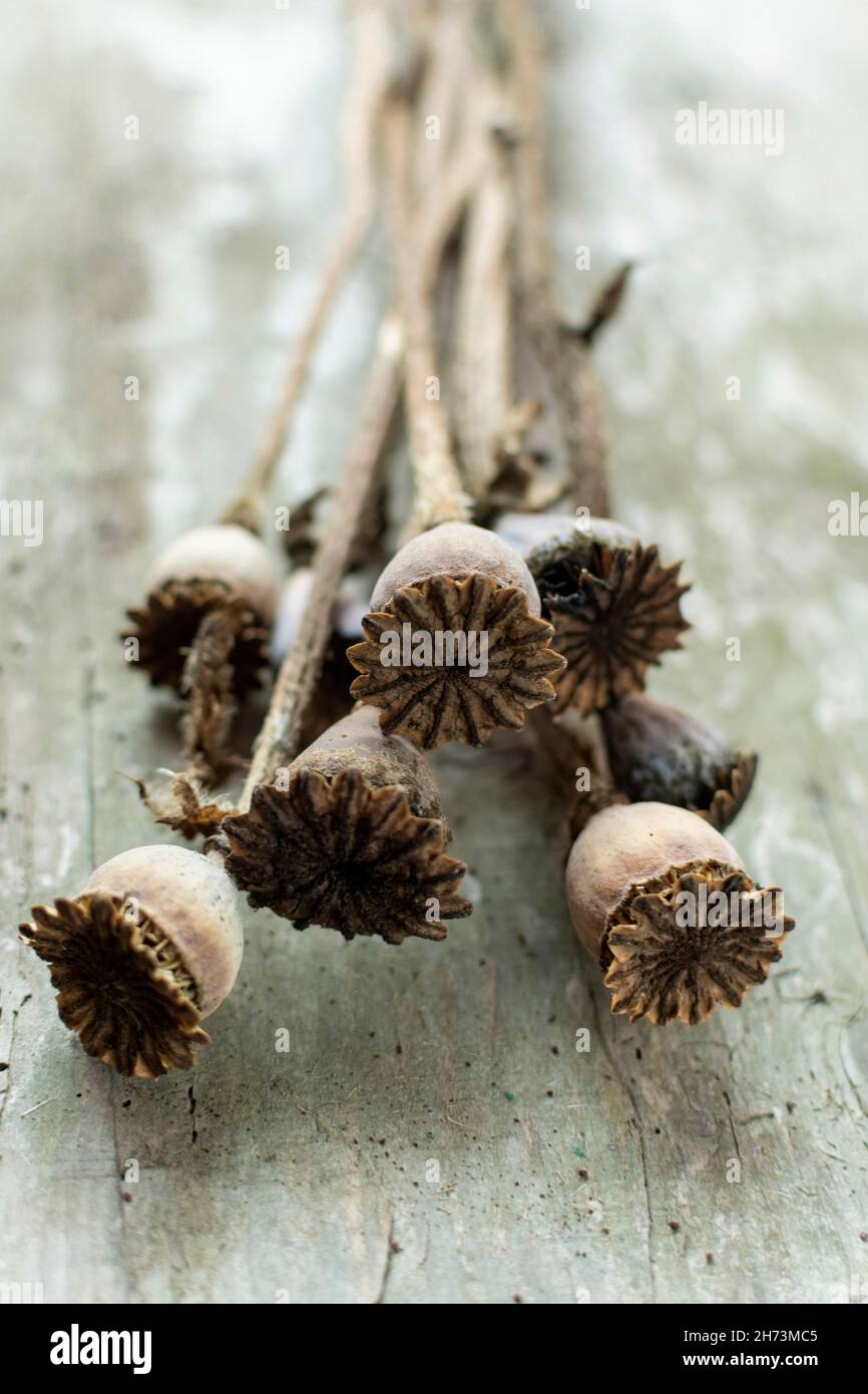 Teste di semi di papavero essiccate poggiate su una superficie rustica in legno con illuminazione naturale durante un accogliente ambiente pomeridiano Foto Stock