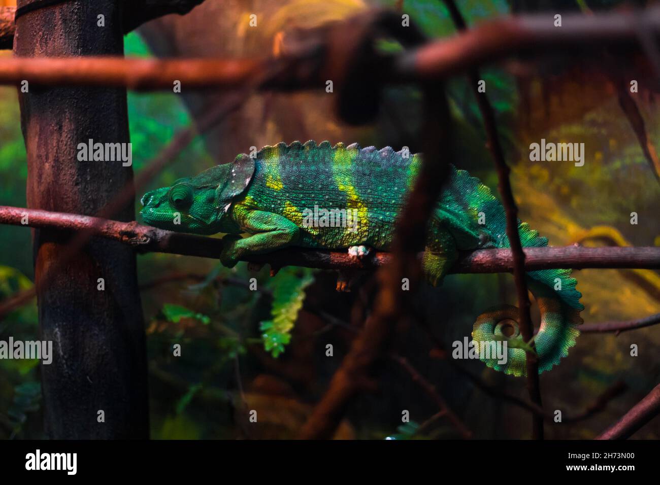 Chameleon in terrarium Foto Stock