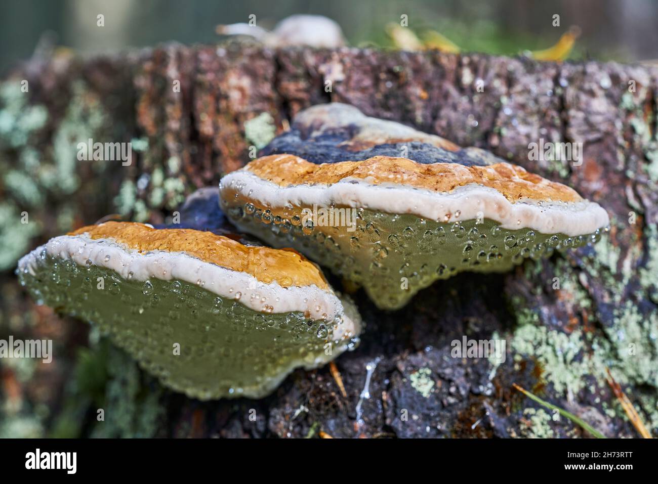 Tintura di funghi con il nome latino Fomitopsis pinicola nella foresta autunnale Foto Stock